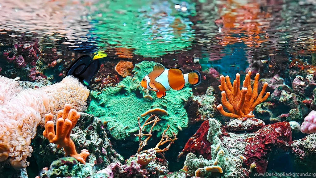Costs Of A Saltwater Reef Tank