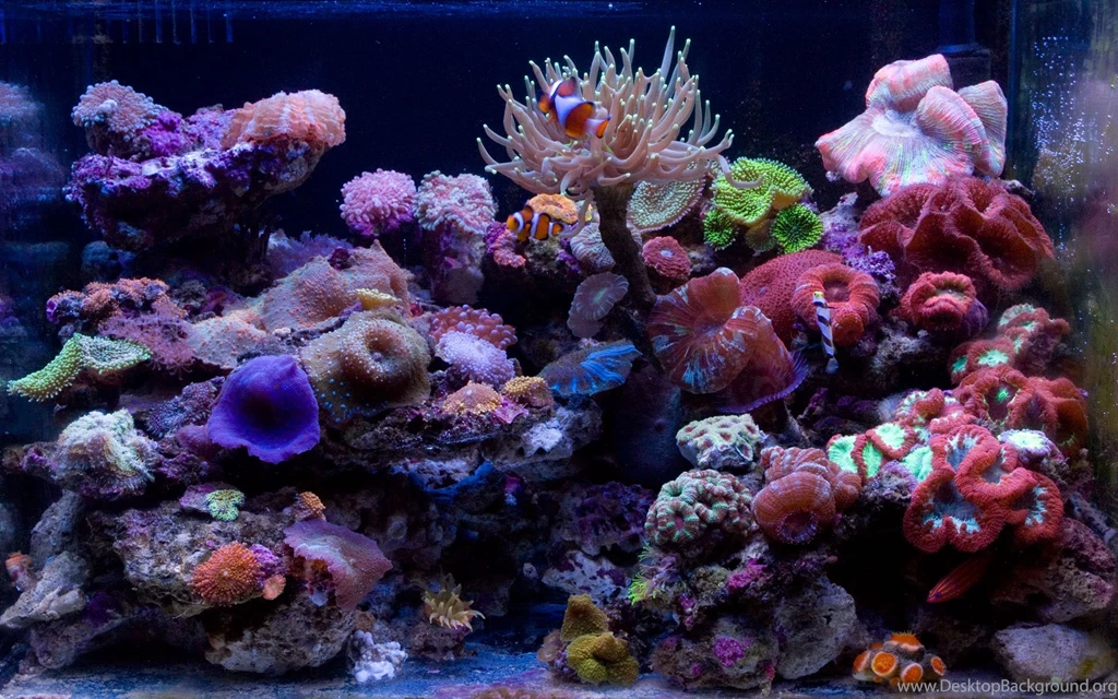 My 30G Nano Reef Tank (Lots Pics) Page 24 Reef Central Online ...
