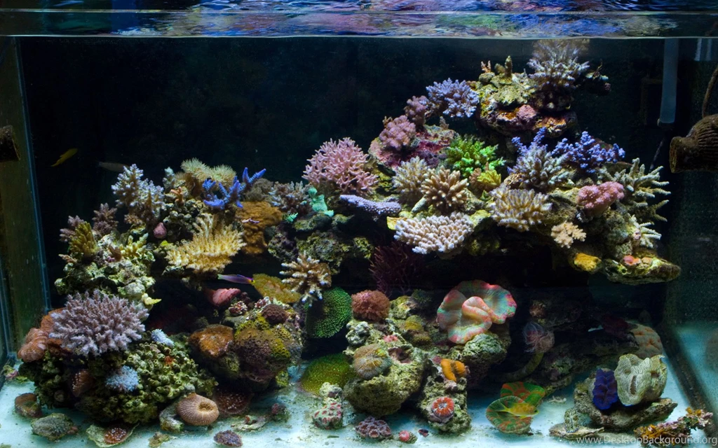 Angus 90G SPS Tank (Pics) Page 4 Reef Central Online Community