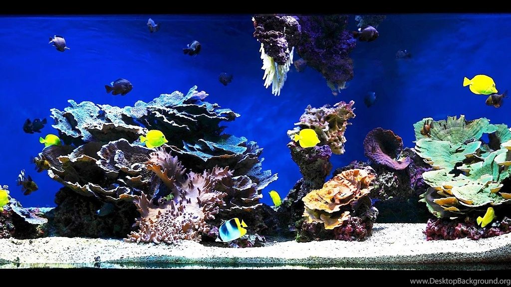 How To Aquascape A Saltwater Aquarium