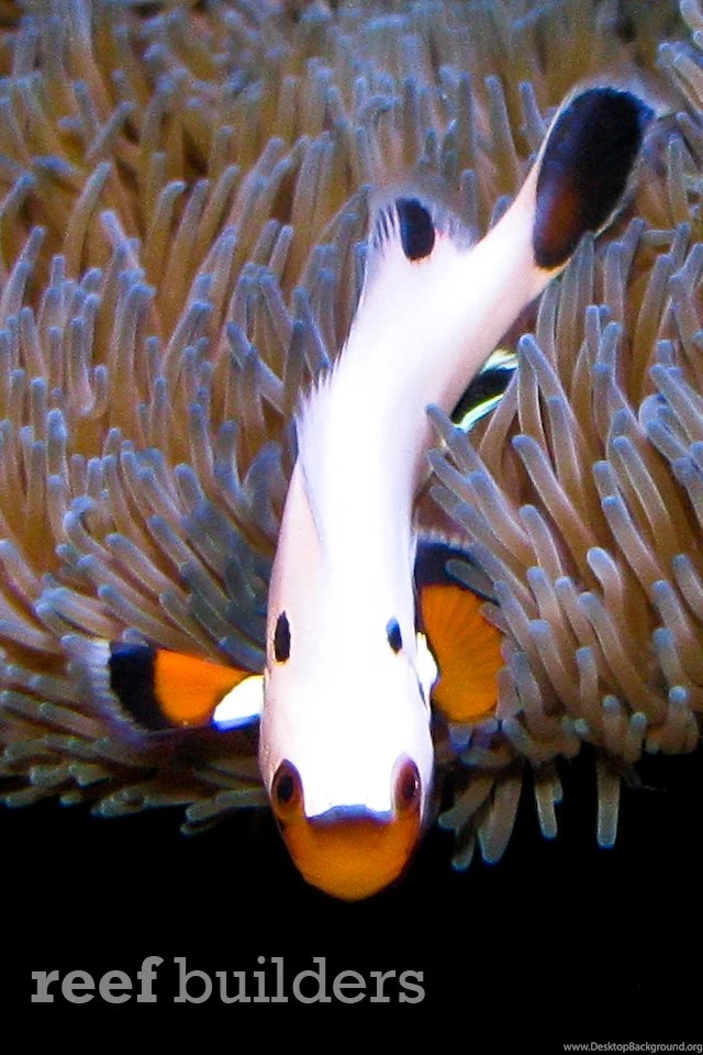 iPhone 4 Backgrounds Wallpapers Of Reef Fish And Coral   Reef ...