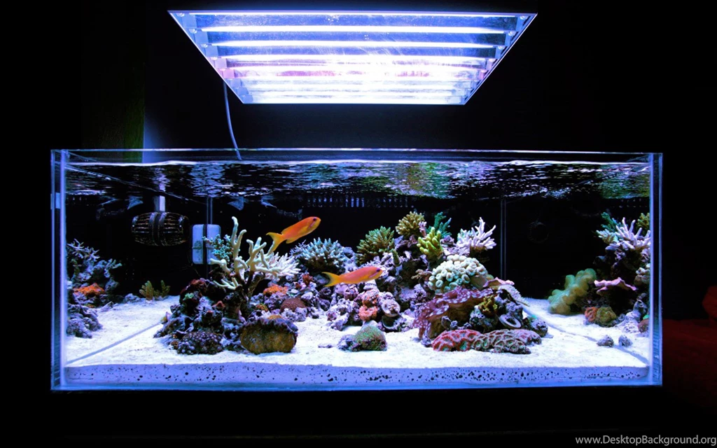AJ_Tsin   2011 Featured Nano Reefs   Featured Aquariums   Monthly ...