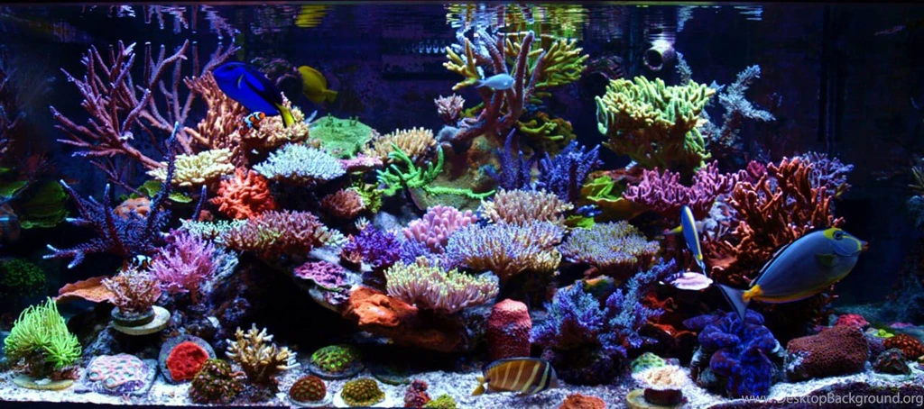 Salt Water Aquarium Ideas On Pinterest