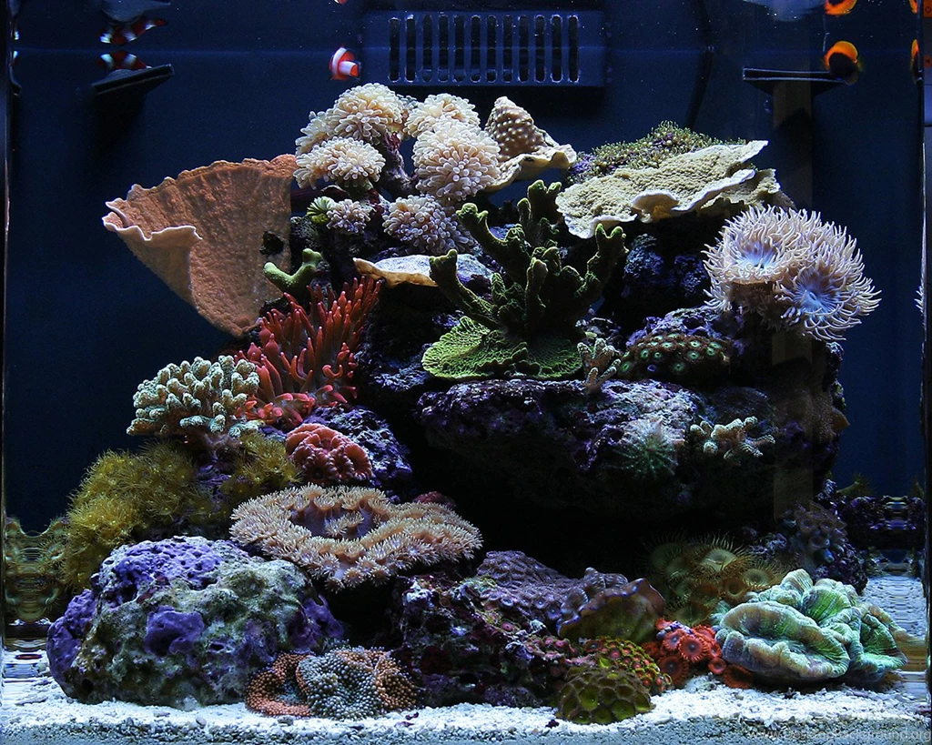Urbaneks 2010 Featured Nano Reefs Featured Aquariums Monthly ...
