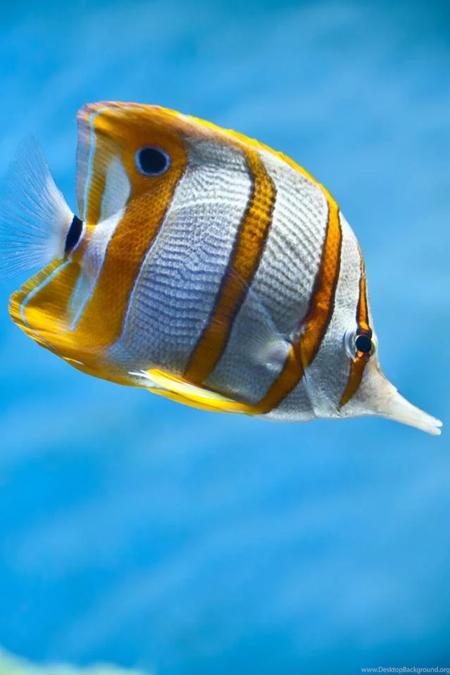 Reef Desktop Wallpapers