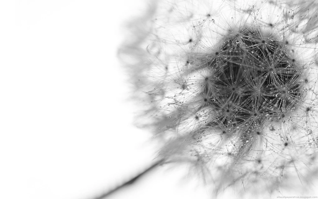 HD Dandelion Wallpapers And Photos