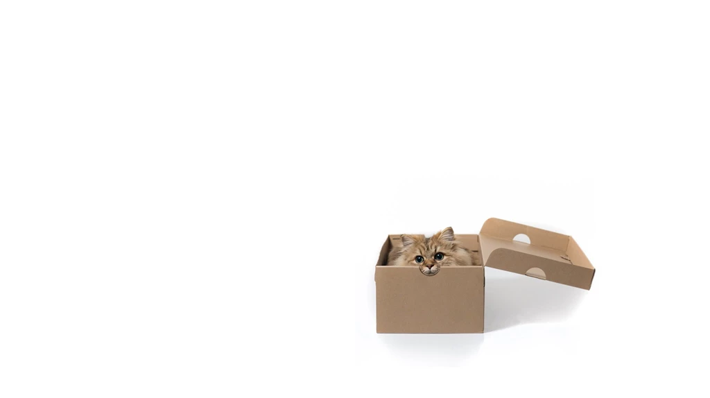 Photography, Minimalist Photo, Cat Box, White Background, Hd Wallpapers