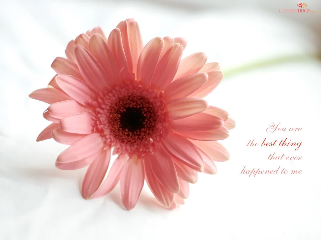 Wallpapers Love