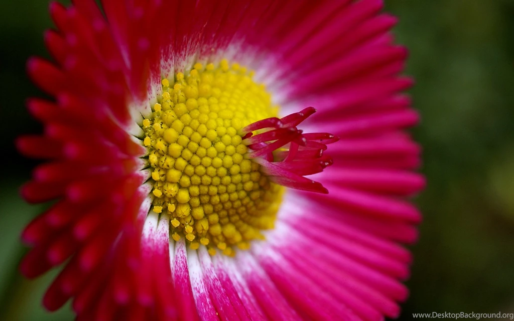 High Resolution Flower Wallpapers Widescreen HD Wallpapers