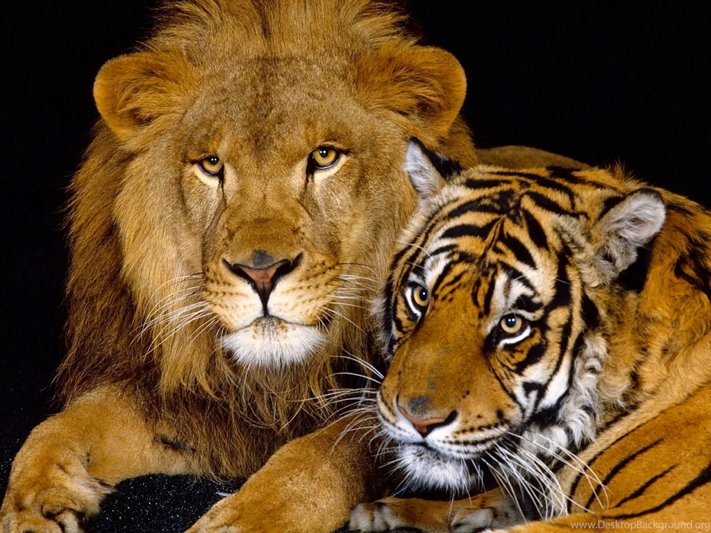 Tiger Wallpapers