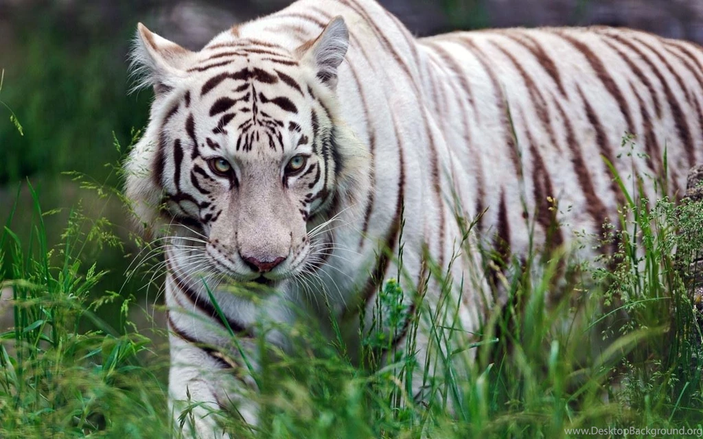 Bengal Tiger Live Wallpapers Android Apps On Google Play