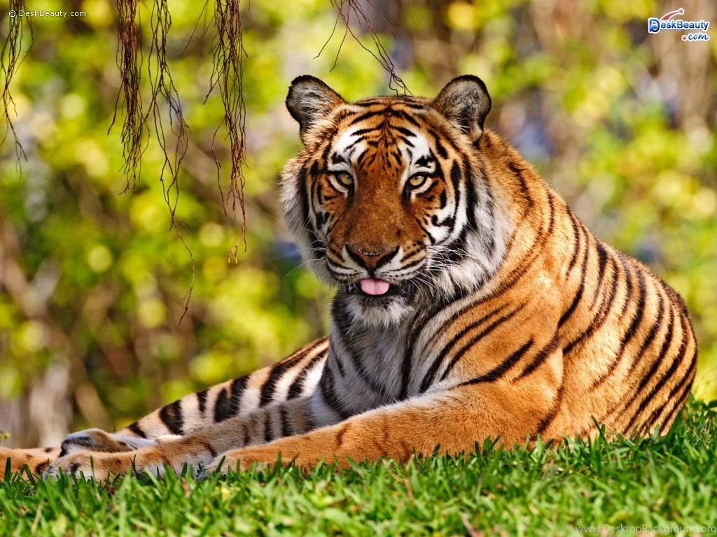 Image Free Animal Wallpapers 14 Next Image Animals Wallpapers41 ...