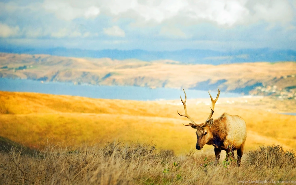 Deer Beautiful Animal Nature Wallpapers HD Wallpapers Rate