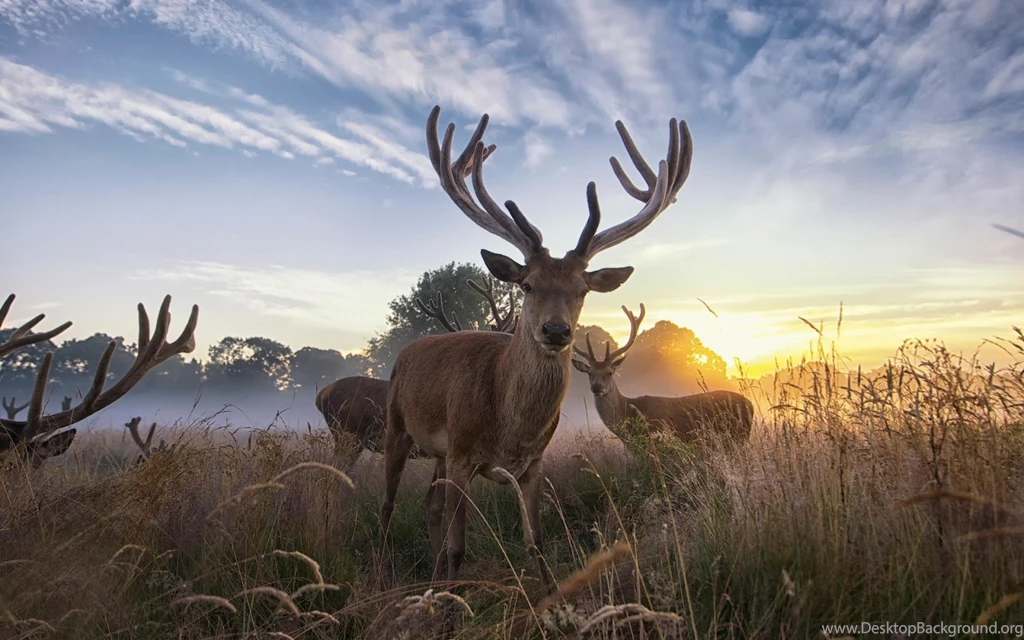 Deer: Deers Animal Nature Horns Deer Animale Phone Wallpapers For ...