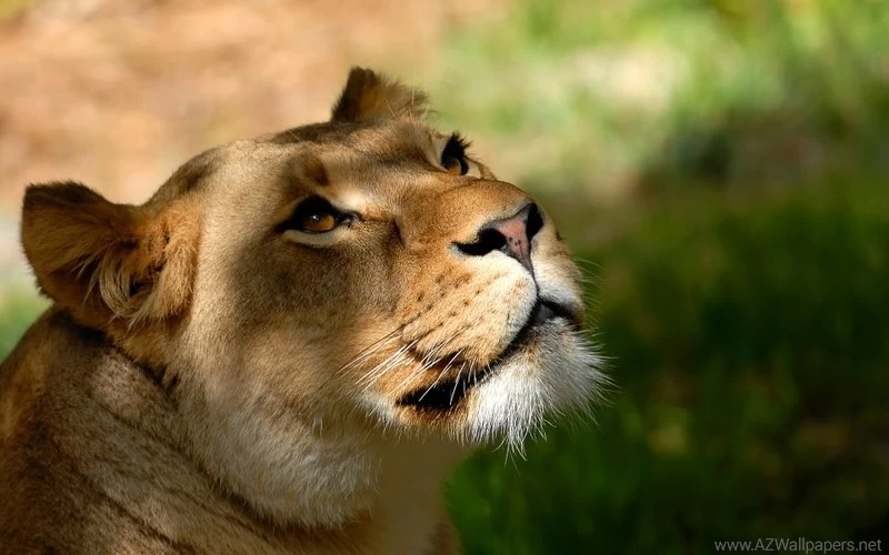 Animals,nature Nature Animals Lions Wild Animals 1920x1200 ...