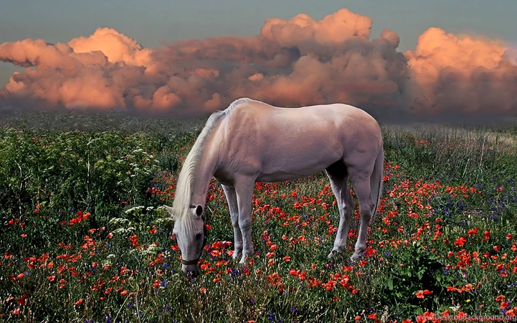 Horses: Kg Animal Horses Landscape Nature Cool Wallpapers For HD ...
