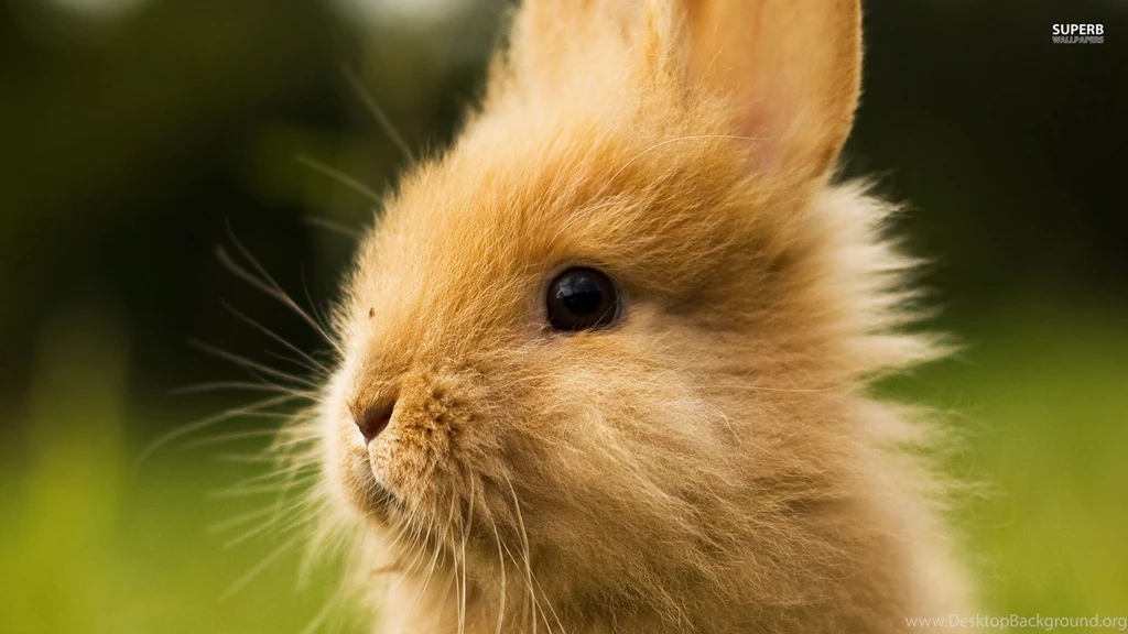 Rabbit Wallpapers