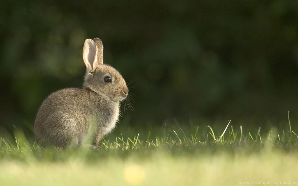 Rabbit Wallpapers High Quality