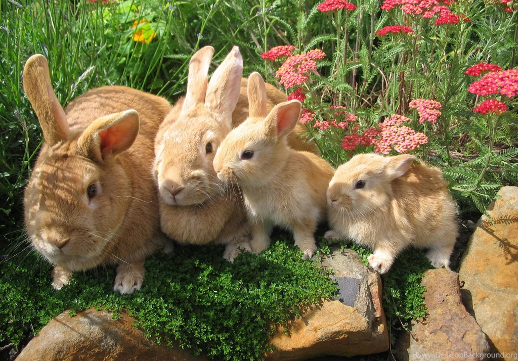 Rabbit Wallpapers Wallpapers Cave