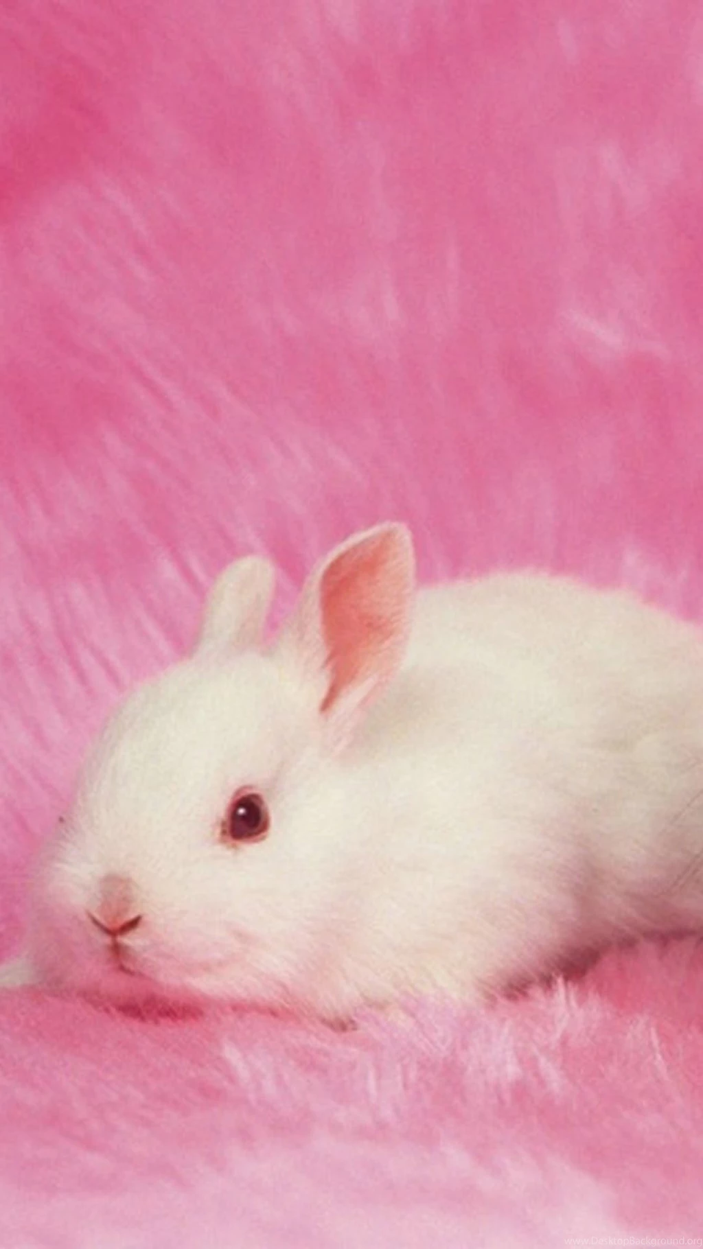 Lovely  Rabbit Galaxy S5 Wallpapers