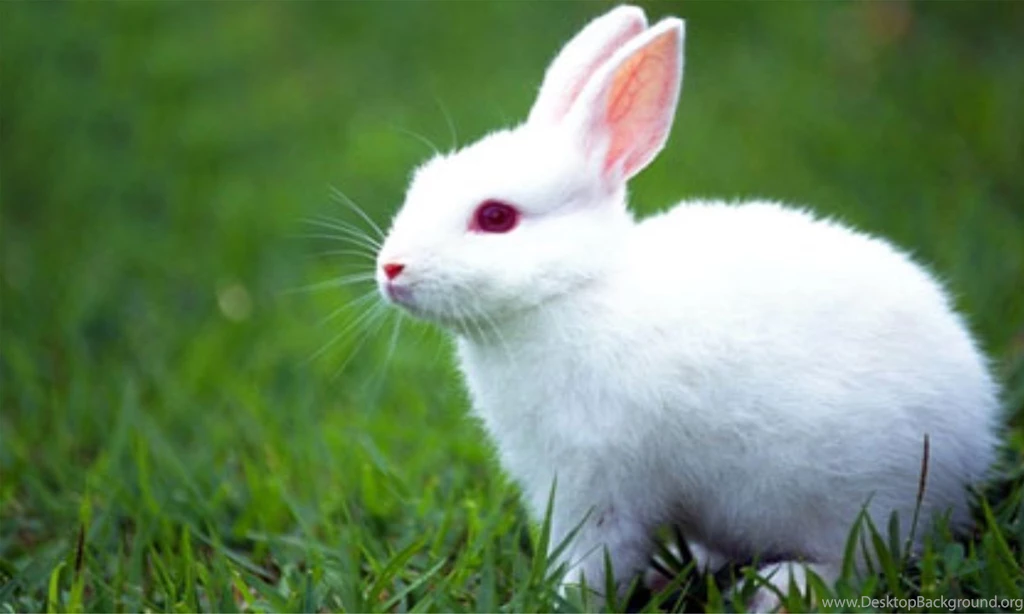 Rabbit Hd Photo Gallery For Free Wallpapers Free Hd Wallpapers