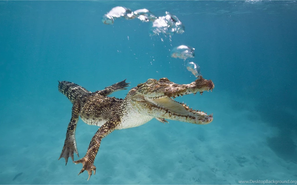 Webshots January Animal Desktop Wallpapers 3 - Animal Wallpapers ...