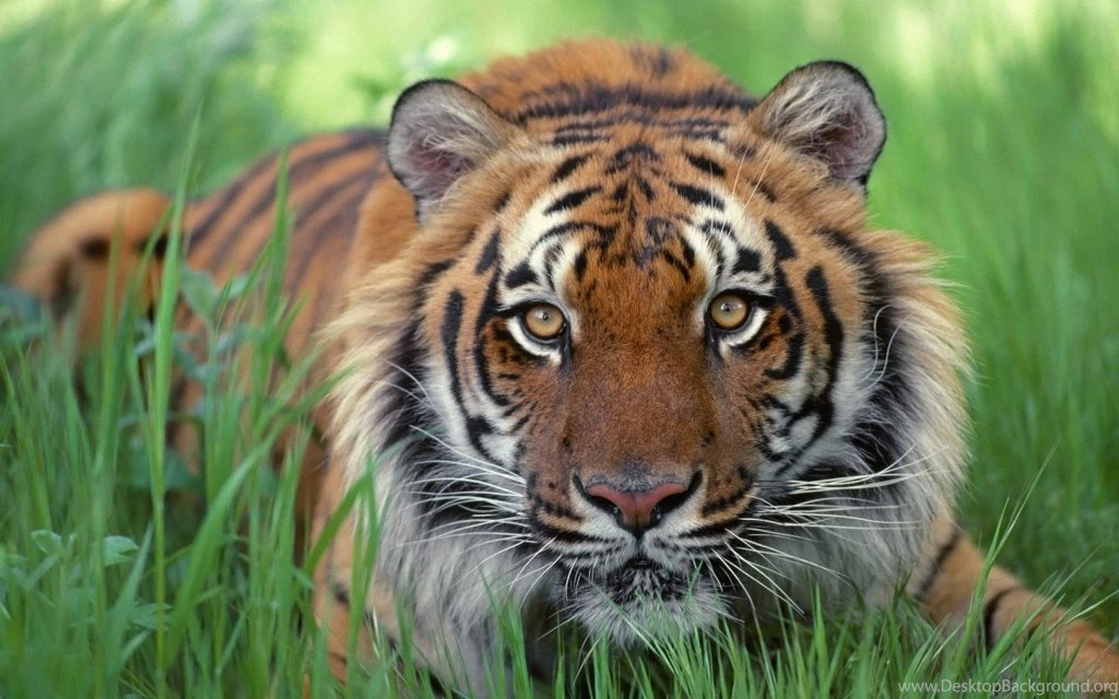 Wild Animal Desktop Wallpapers HD Pictures : HD Wallpapers Gallery