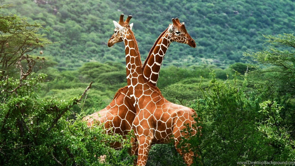 Giraffes Africa Wild Animal Desktop Wallpapers 1920x1080. African ...
