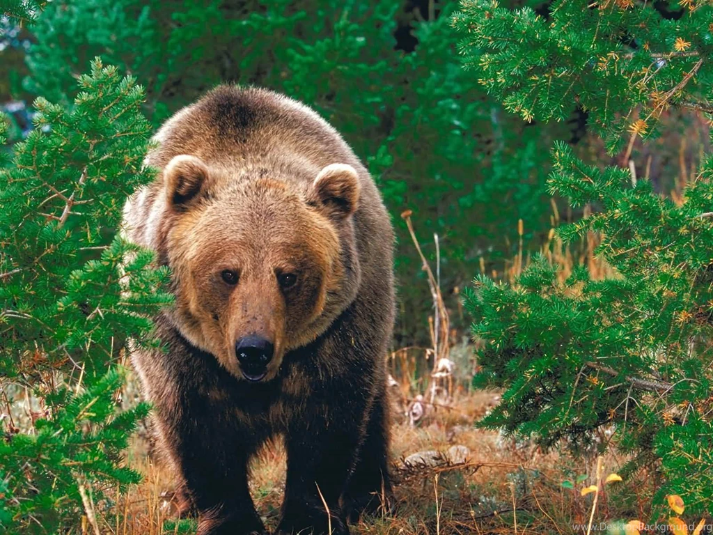 Awesome Pictures Of Grizzly Bears Pics