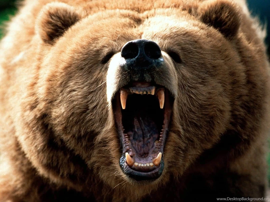 Awesome Pictures Of Grizzly Bears Pics