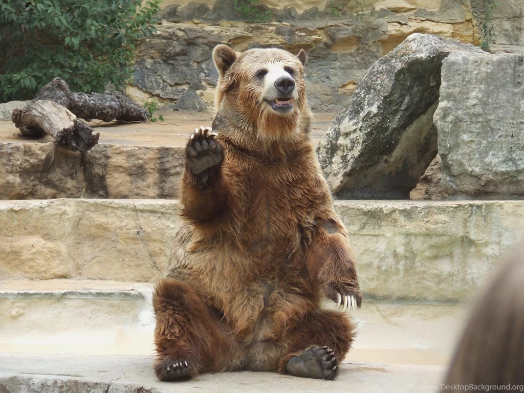 Bears Wallpapers HD Download