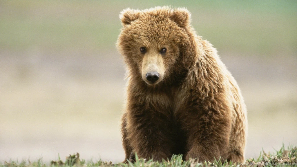 824774 Grizzly Bears Wallpapers