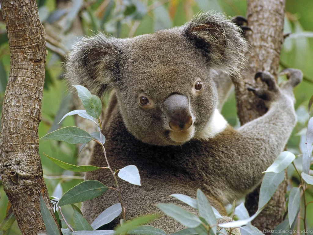 Images Of Koala Bears Wallpapers Wide Kemecer.com