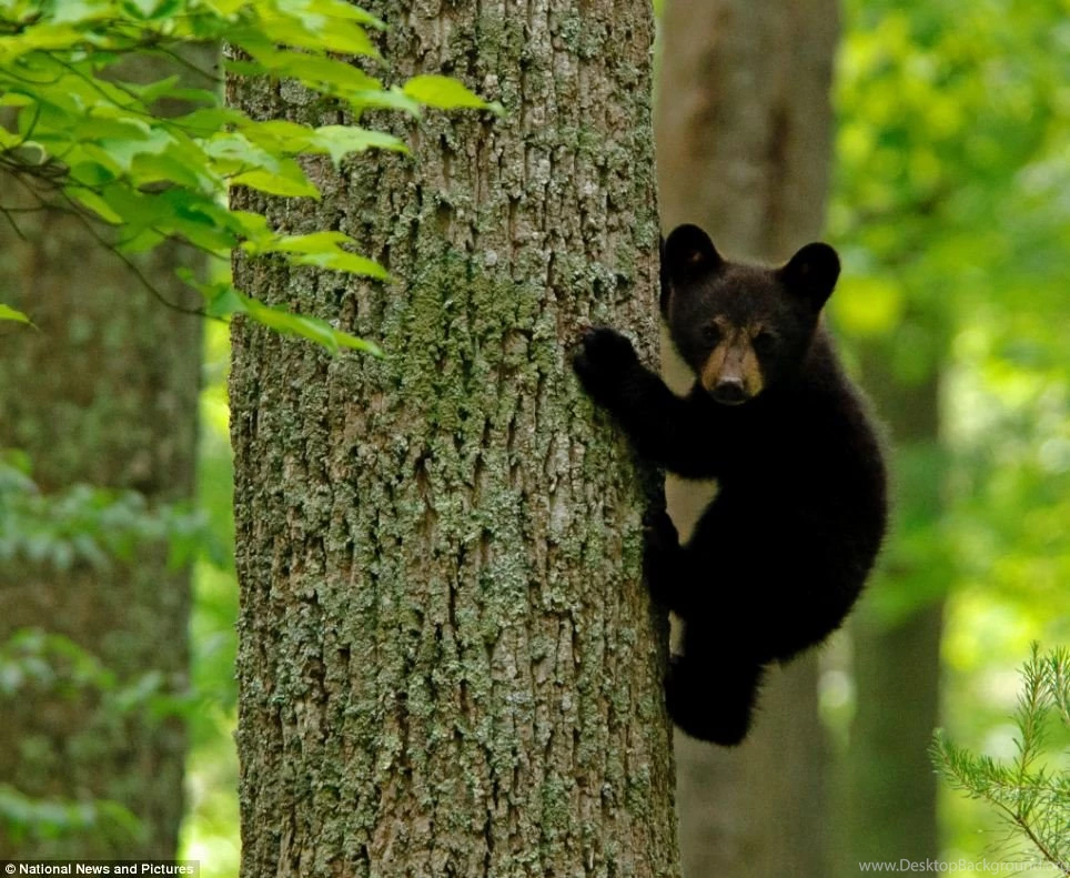 Black Bears Wallpaper.