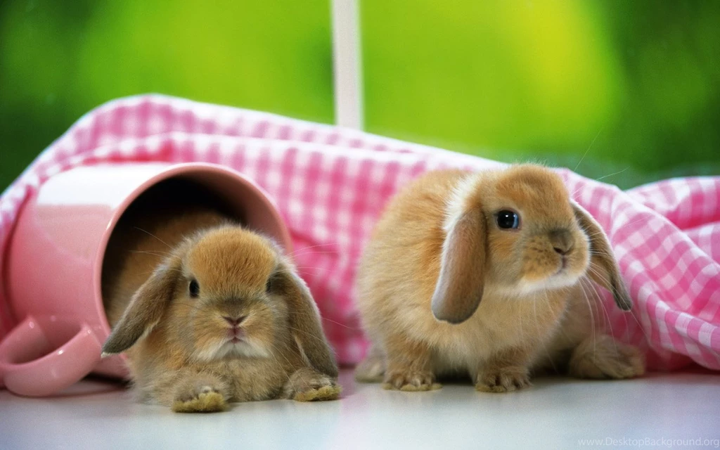 Background_image_computer_desktop_wallpaper.jpg