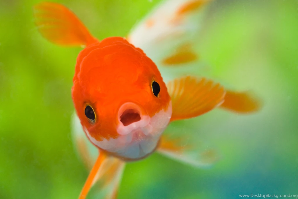 Gold Fish Wallpapers AS2D