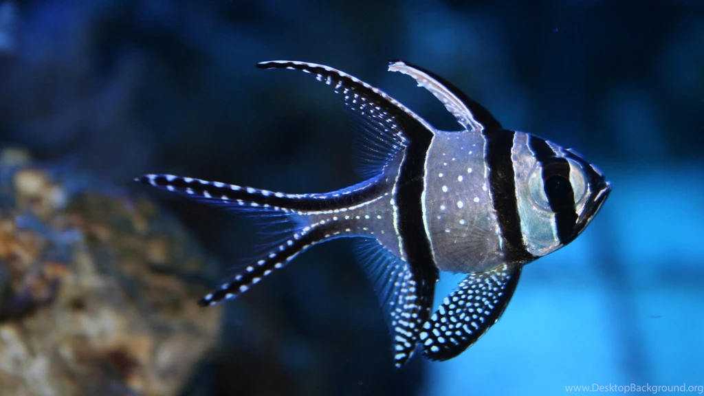 Fish Wallpapers Hd Live