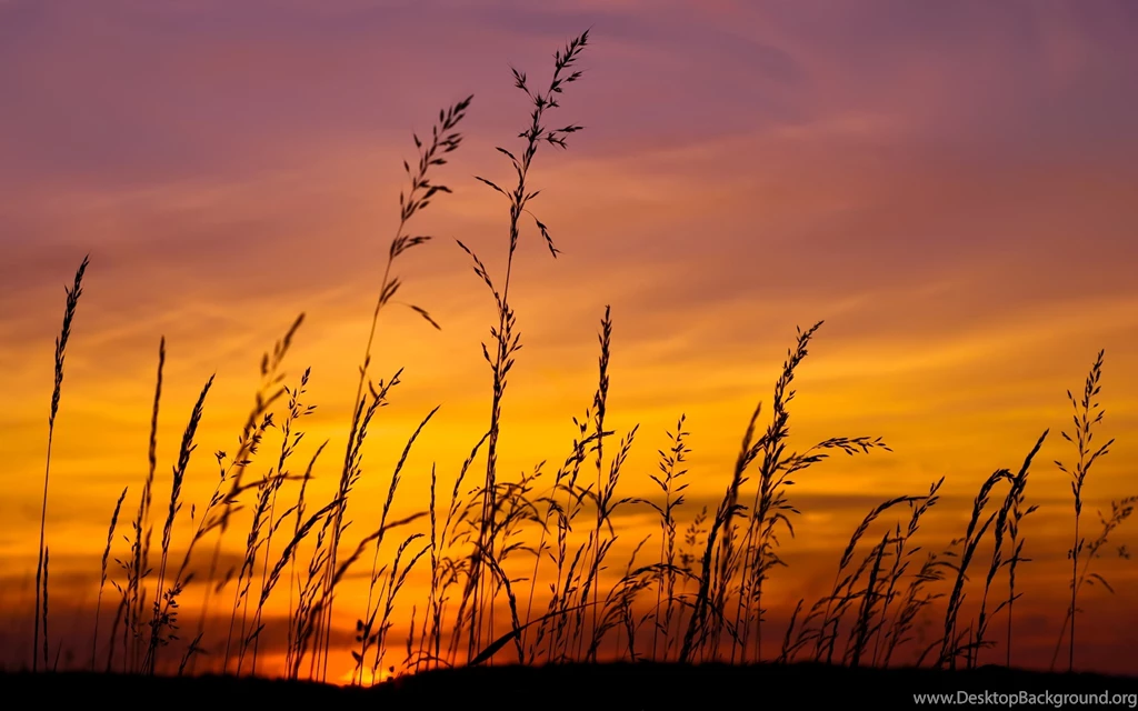 Sunset Sky Grass Wallpapers