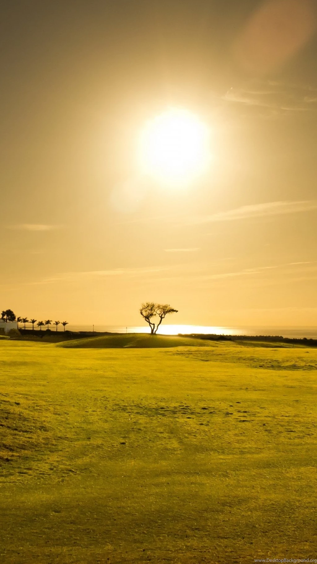 Download Wallpapers 1080x1920 Field, Grass, Tree, Sunset, Sky Sony ...