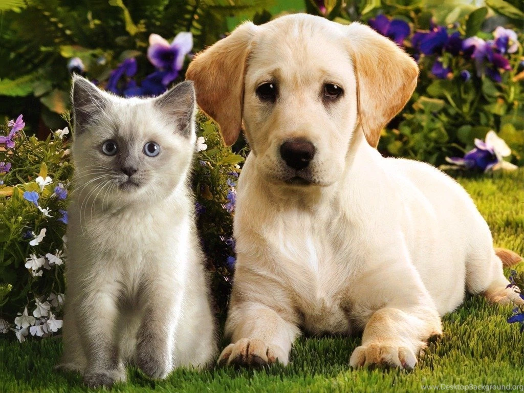 Dogs And Puppies And Cats And Kittens