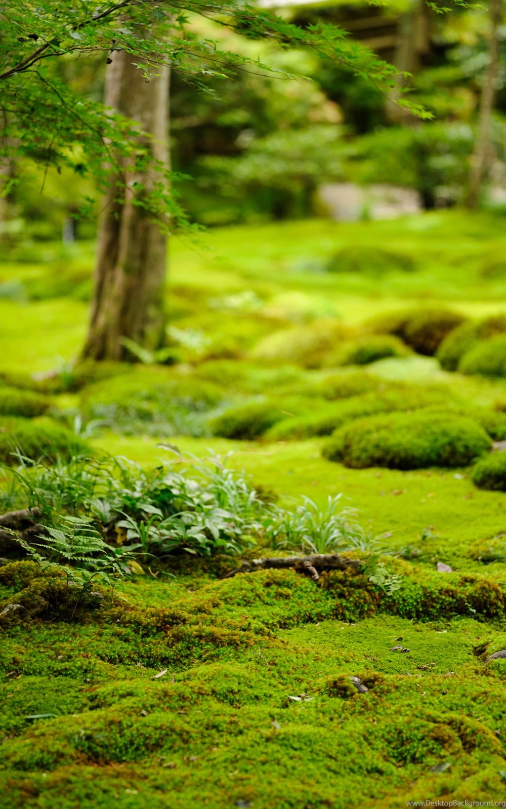Jeffrey Friedl's Blog » More From The Gioji Temple: Lotsa Moss And ...