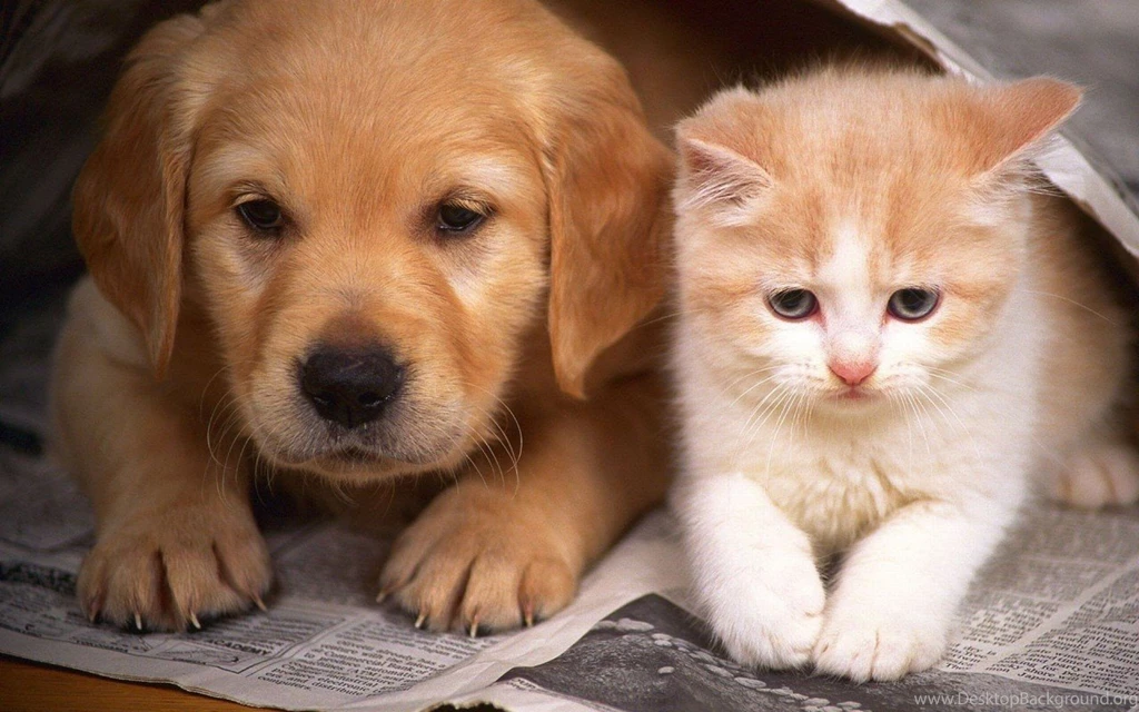 Kitten And Puppy Wallpapers For Desktop, Laptop & Mobile