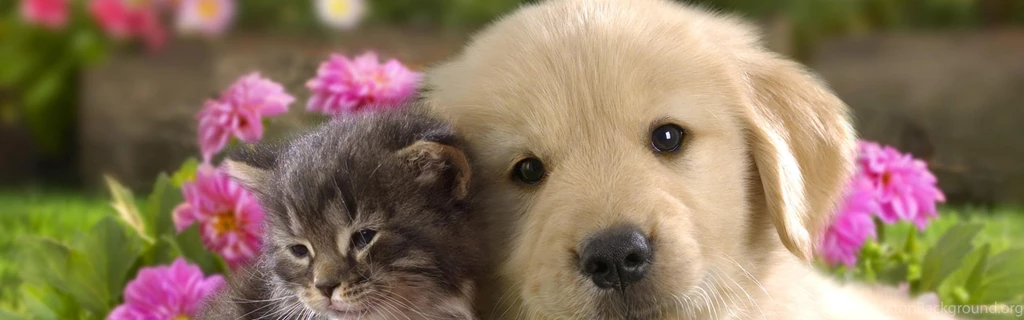 Download Wallpapers 3840x1200 Puppy, Kitten, Grass, Flowers, Couple ...