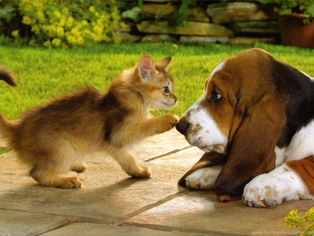 Basset Puppy And Ginger Kitten   Free Animals Wallpapers Image With ...