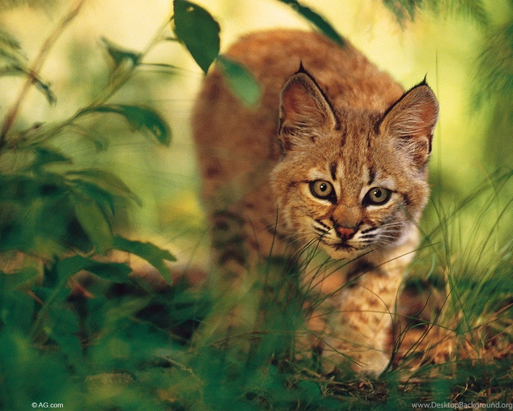 Cats: Prowl Animals Wildcat Cat Nature Wallpapers Wide For HD 16:9 ...