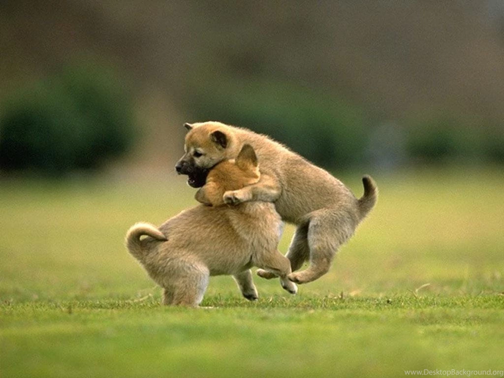 Animals Wallpapers Android Apps On Google Play