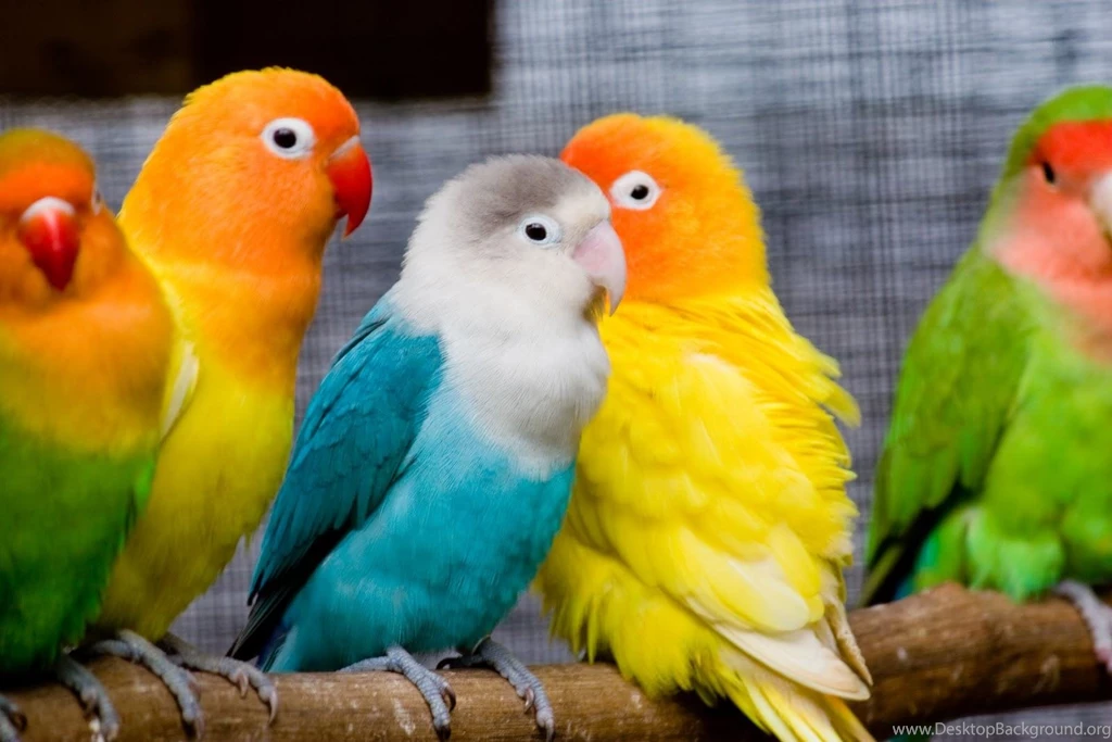 Beautiful Wallpapers Of Birds Download