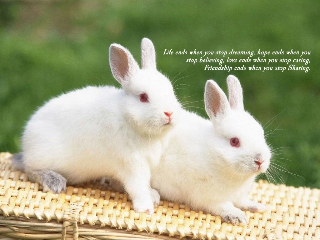 Friendship Wallpapers