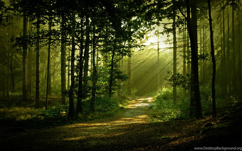 14 Morning Forest Scenery Hd Wallpapers Forest Scenery Wallpapers ...