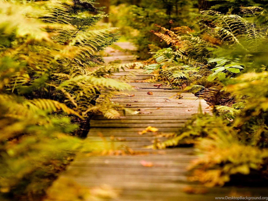 Download Free Modern Nature Trail The Wallpapers 1600x1200px